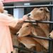 UP News: गो पालन करने वालों के लिए Yogi Government का बड़ा Plan, दूध के साथ गोमूत्र से भी होगी कमाई