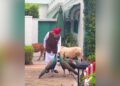 PM Modi Video: Independence Day पर PM मोदी का ये खास अंदाज हुआ Viral, मोरों और पुंगनूर गायों के साथ दिखा दिलचस्प नजारा